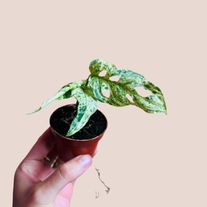 Monstera Frozen Freckles