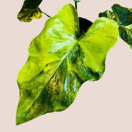 Philodendron bipinnatifidum variegata