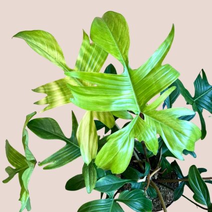 Philodendron Florida Ghost