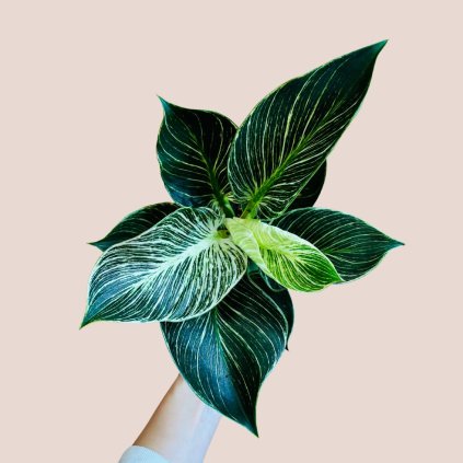 Philodendron Birkin