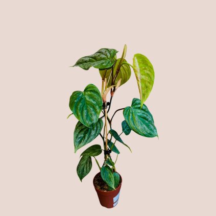 Philodendron majestic