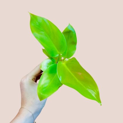 Philodendron Melinonii Gold