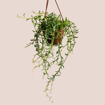 Senecio rowleyanus variegata