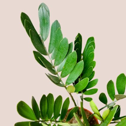 Zamia furfuracea