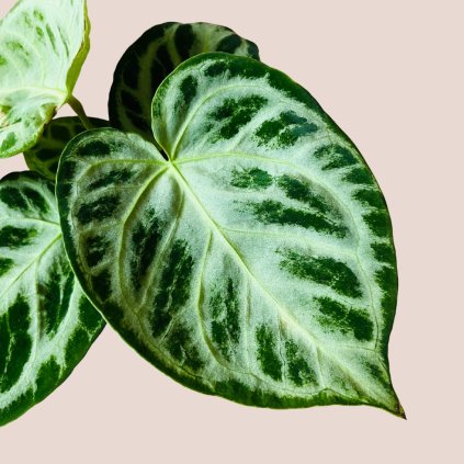 Anthurium Silver Blush