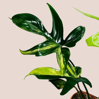 Philodendron Florida Beauty