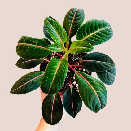 Impatiens morsei Velvetea