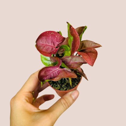 Syngonium New Dew