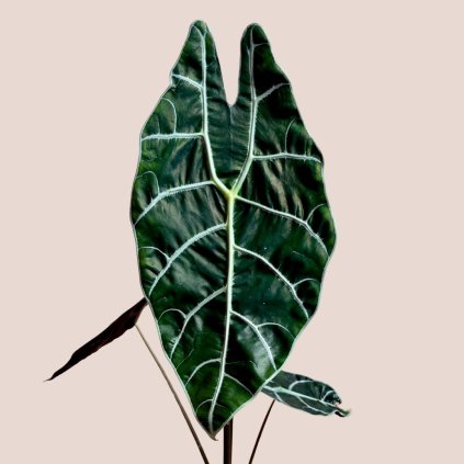 Alocasia watsoniana Big Form