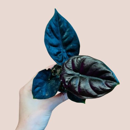Alocasia infernalis "Black Magic"