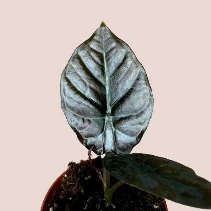 Alocasia infernalis