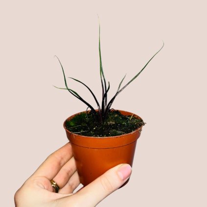 Alocasia Flying Squid