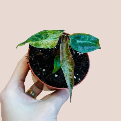 Alocasia Polly Yellow variegata