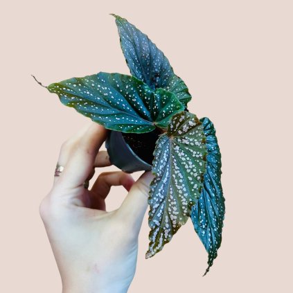 Begonia maculata Pink Spot