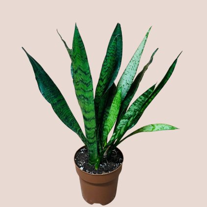 Sansevieria zeylanica