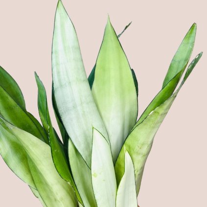 Sansevieria trifasciata Moonshine