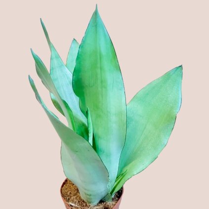 Sansevieria trifasciata Moonshine