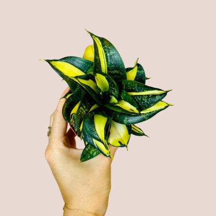 Sansevieria Spiral Star