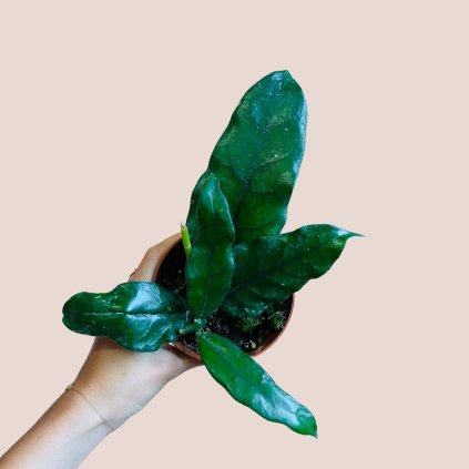 Hoya villosa