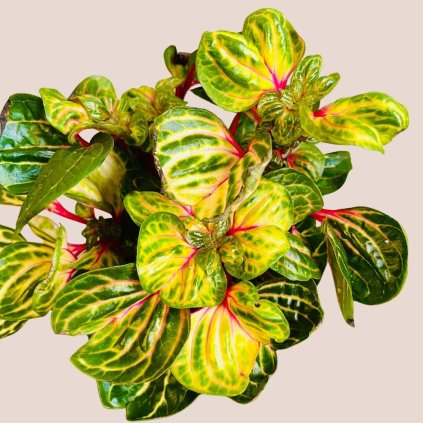 Iresine herbstii Rich Funnygold