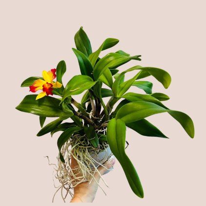 Cattleya - viacero druhov