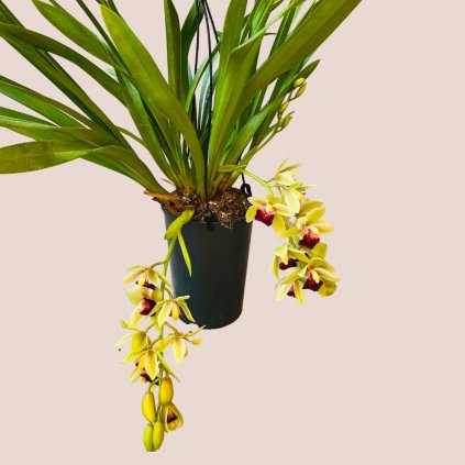 Cymbidium cascade