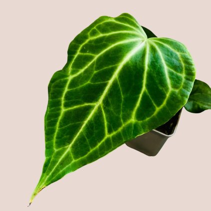 Anthurium Delta Force