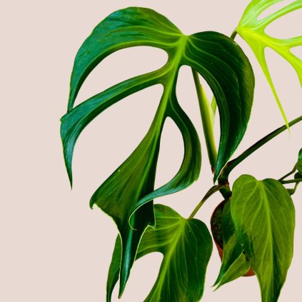 Monstera Burle Marx Flame veľká