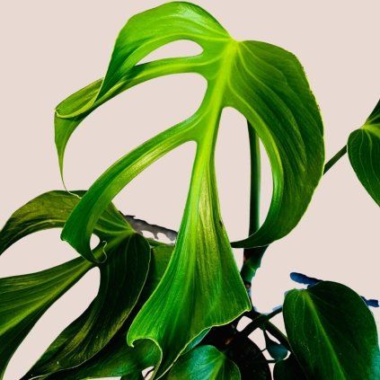 Monstera Burle Marx Flame veľká
