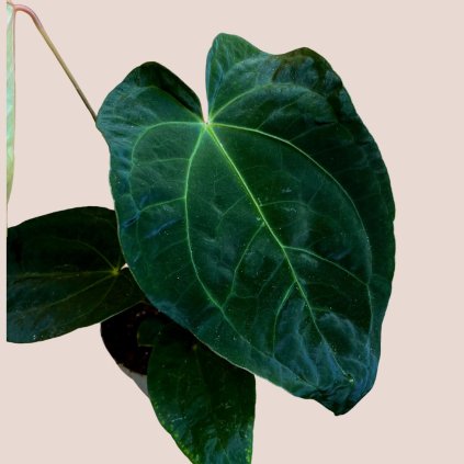 Anthurium 'Dark Phoenix' (papillilaminum x dressleri)
