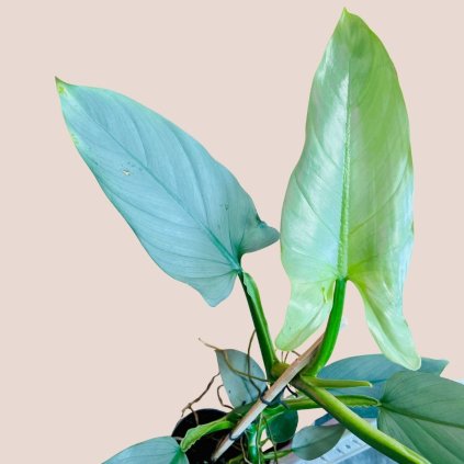 Philodendron hastatum Silver Queen