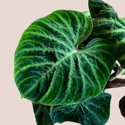 Philodendron verrucosum Incensi compacta