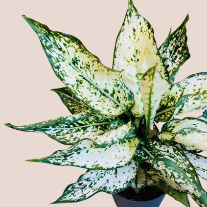Aglaonema White Kiwi