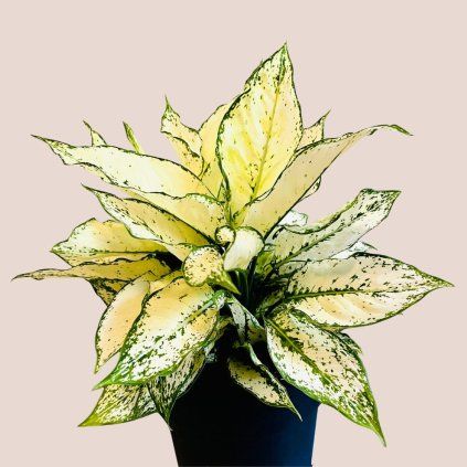 Aglaonema White Kiwi veľká