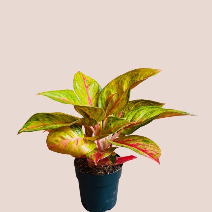 Aglaonema Grand Poppy veľká