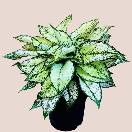 Aglaonema White Kiwi veľká