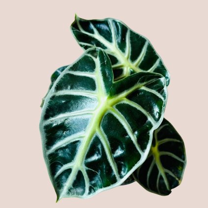 Alocasia Balloon Heart