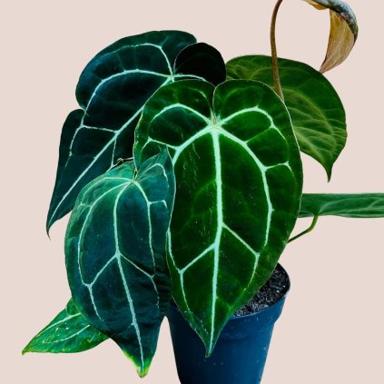 Anthurium crystallinum väčšie