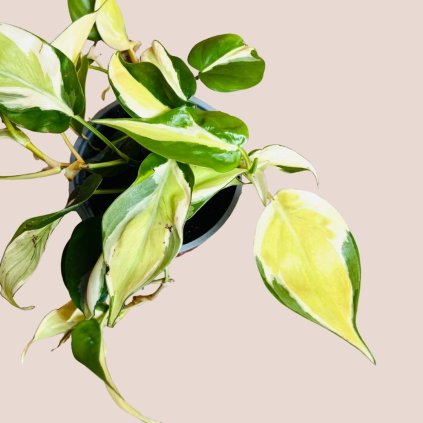Philodendron Rio
