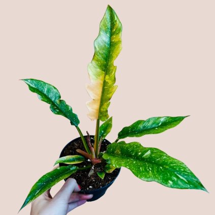 Philodendron Ring of Fire