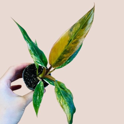 Philodendron Caramel Marble