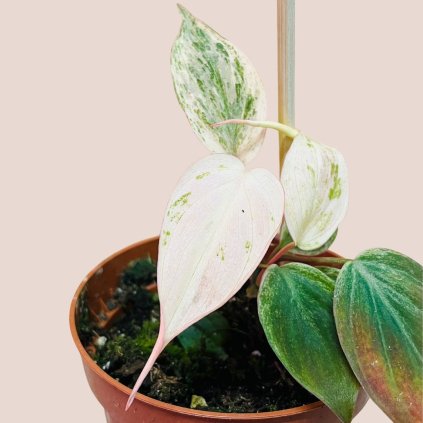 Philodendron micans Marble Variegata