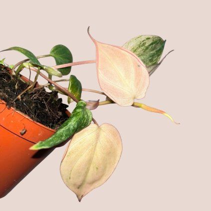 Philodendron micans Marble Variegata