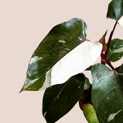 Philodendron White Princess