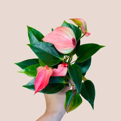 Anthurium andreanum Matata