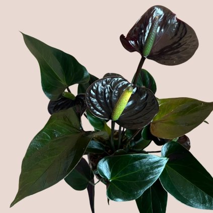 Anthurium andreanum Cavallii