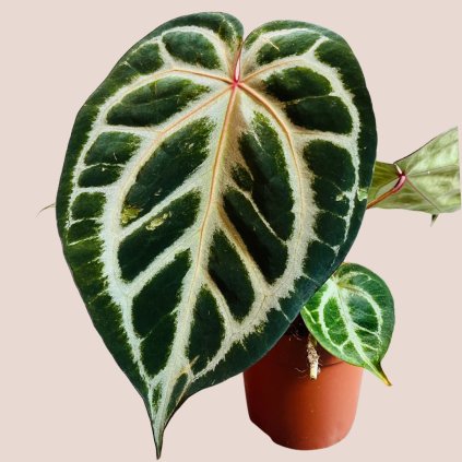 Anthurium Pink Blush