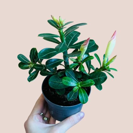 Adenium obesum Pink Star