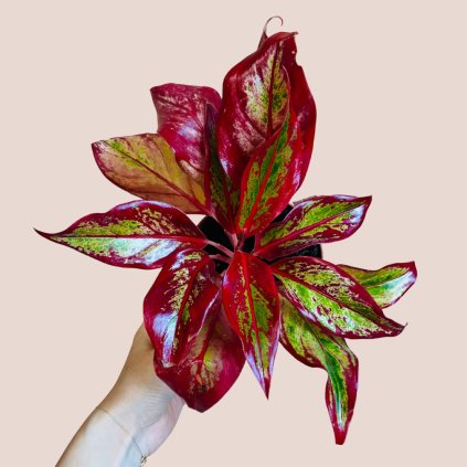Aglaonema Crete Flame