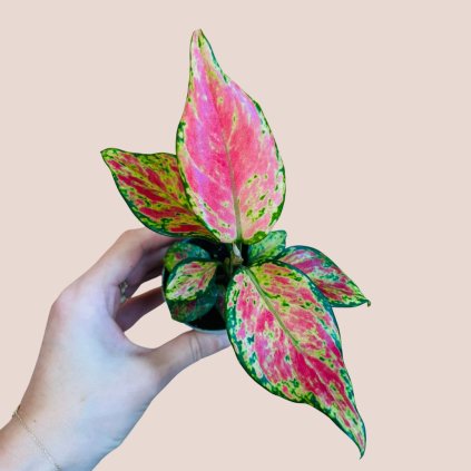 Aglaonema Lucky Red